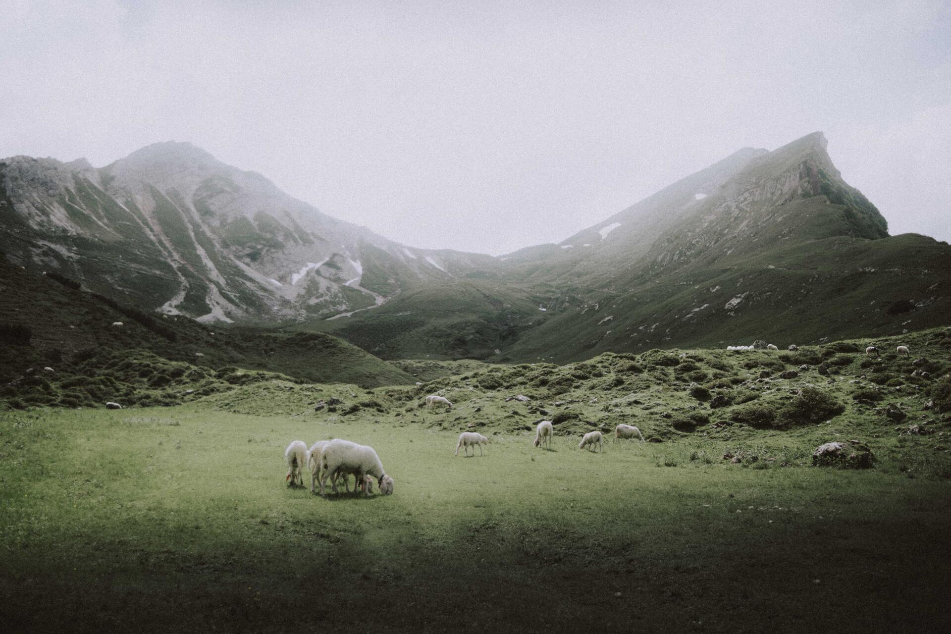 Schafe in den vernebelten Allgäuer Alpen im Sommer| Der Engel in Tirol