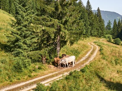 Kuh-Familie auf grünen Almwiesen im Tannheimer Tal