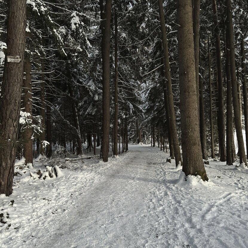 Geräumter Winterwanderweg im Wald im Tannheimer Tal