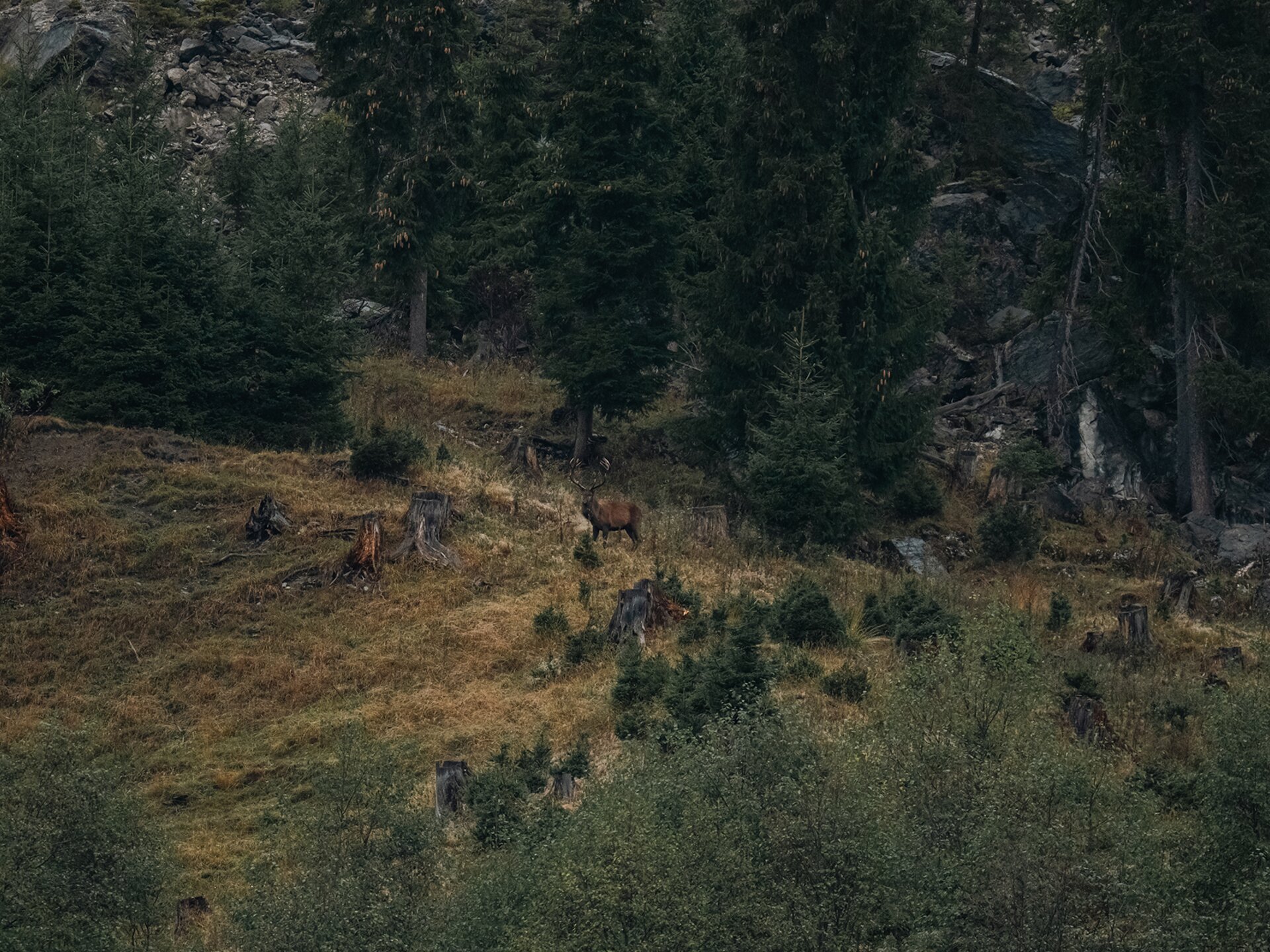 Rothirsch mit Geweih steht auf einer Lichtung zwischen Nadelbäumen im Tannheimer Tal