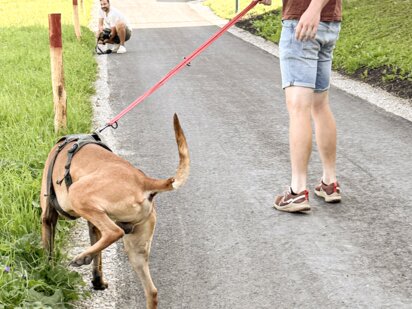 Time-Out auch Engel brauchen einmal eine Pause - Hund beim Gassi gehen